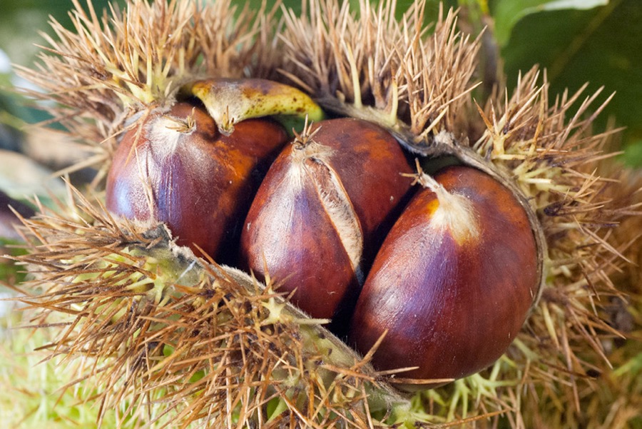 Foto de Produto