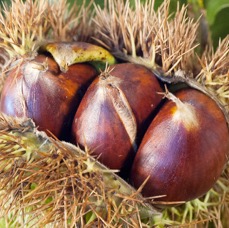 castanhaourico.jpg