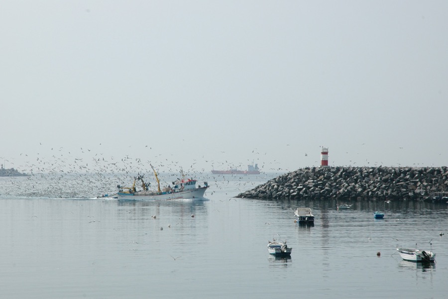 Barco de Pesca - Sines