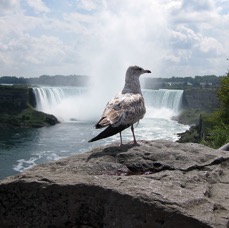seagullniagarafalls.jpg