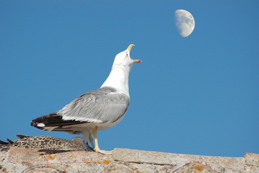 Gaivota - Algarve