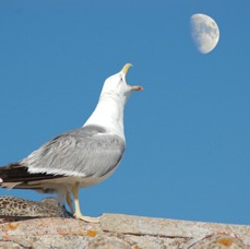 seagull_moon2.jpg